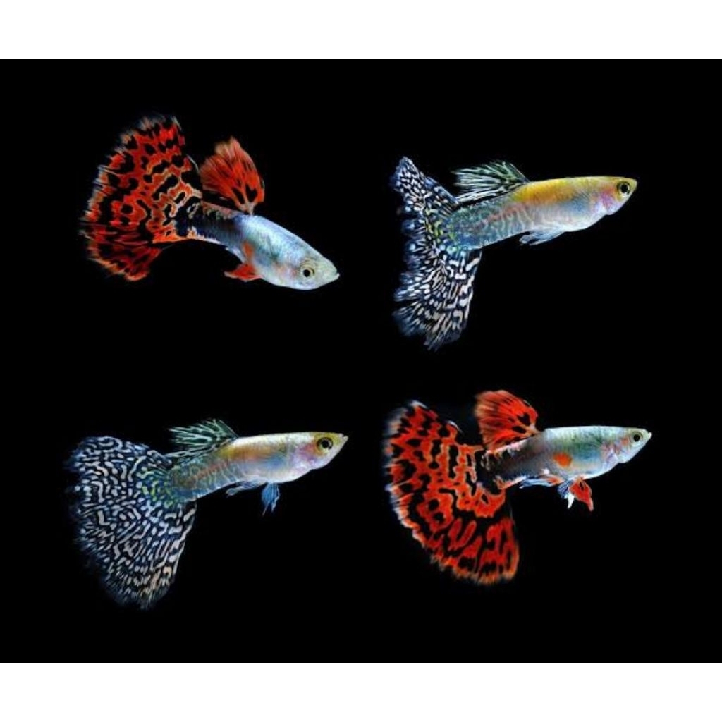 Guppy Cobra Guppy Batik Only Male Hanya Jantan Saja Hiasan Aquarium |Ikan Hias Bozz Louhan|