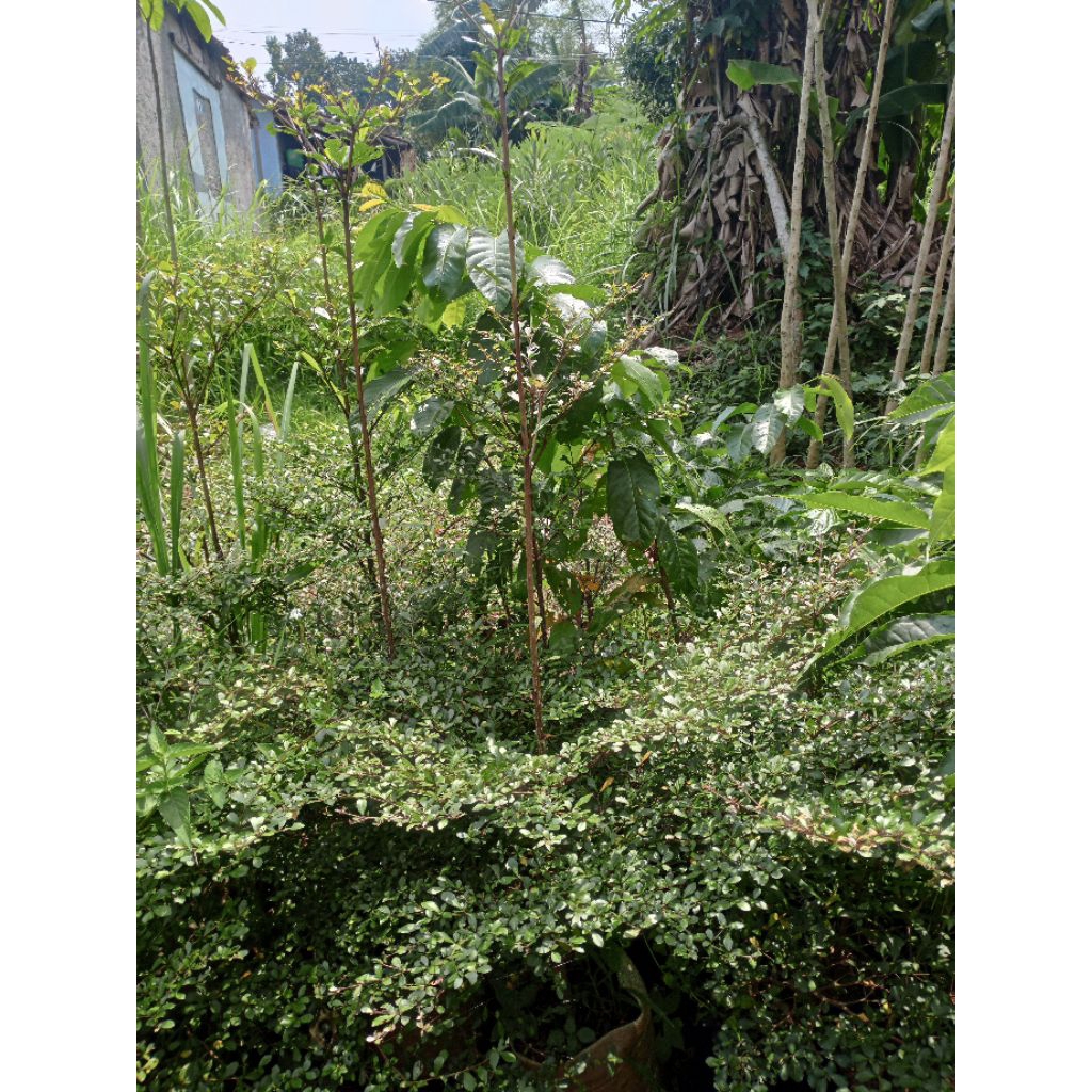 Pohon hias Ketapang kencana tinggi 1,5meter