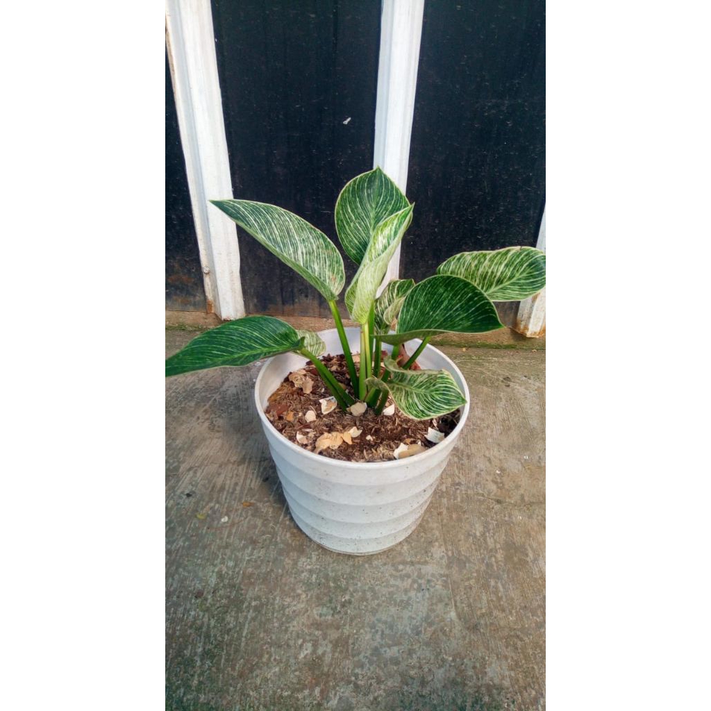 Philodendron Birkin Tanaman Hias Daun Variegata Putih