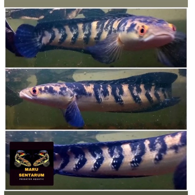 Maru yellow sentarum  / Maru Ys ( Uk 14-16 cm ) Sortir terbaik