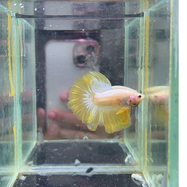 hiasan aquarium cupang halfmoon yellow