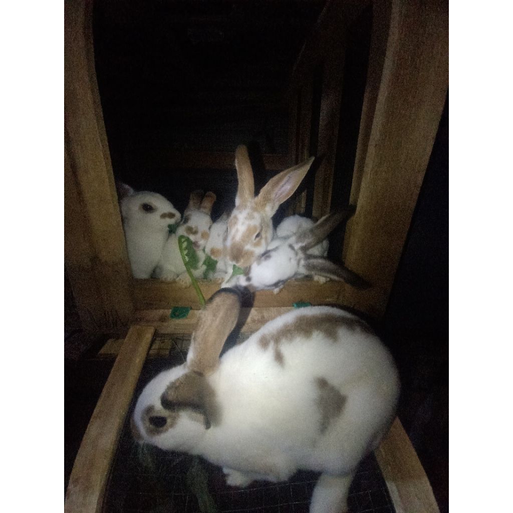 kelinci hias kelinci rex kelinci dutch sapihan