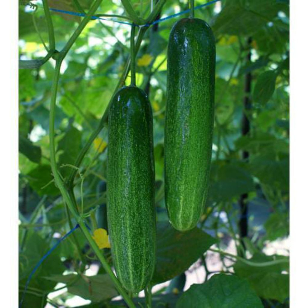 bibit timun lokal perbutir