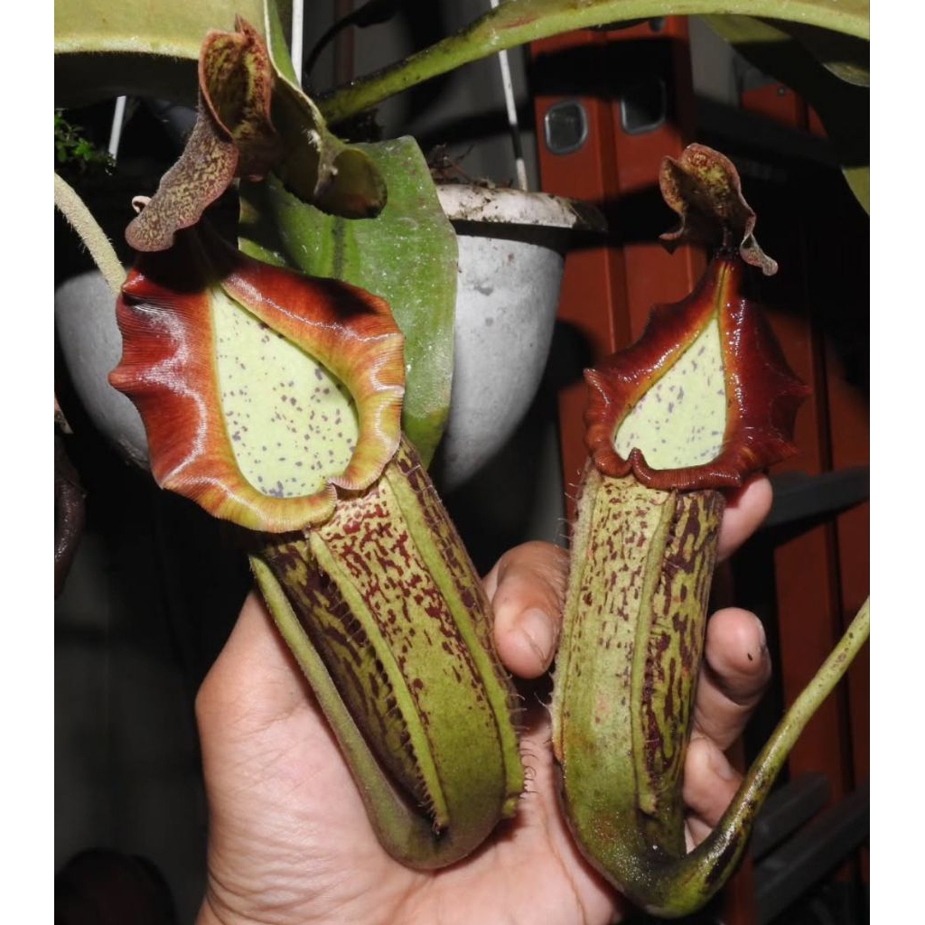 Nepenthes boschiana x veitchii (kantong semar, tanaman karnivora)