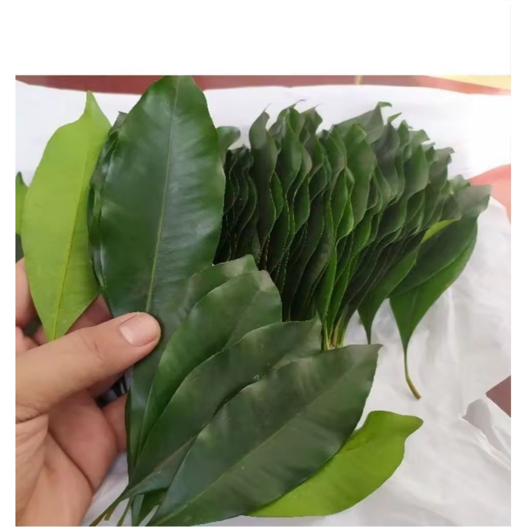 100gram  daun cengkeh segar