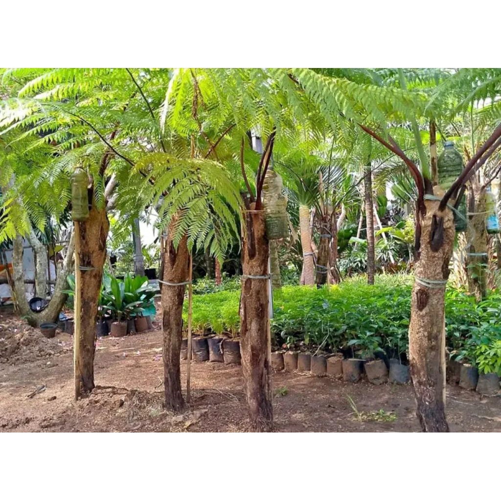 Tanaman Hias Pohon Pakis Tiang/Pakis Ekor monyet 2 Meter