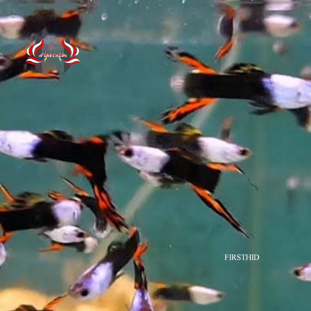 (LANGSUNG DI-KIRIM) ENDLER GUPPY Silverado Black Flame penghias aksesoris Akuarium