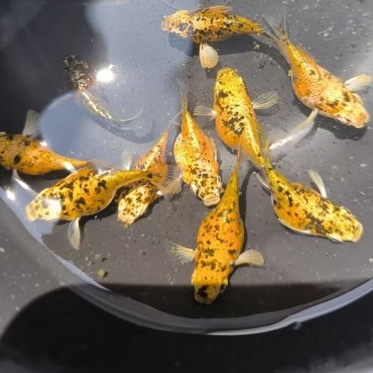 sticker_molly_Merpati_calico_paket 8ekor