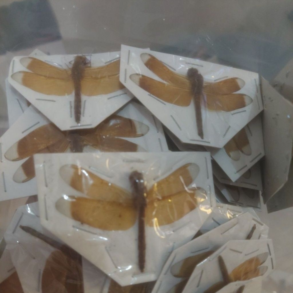 Awetan serangga capung emas