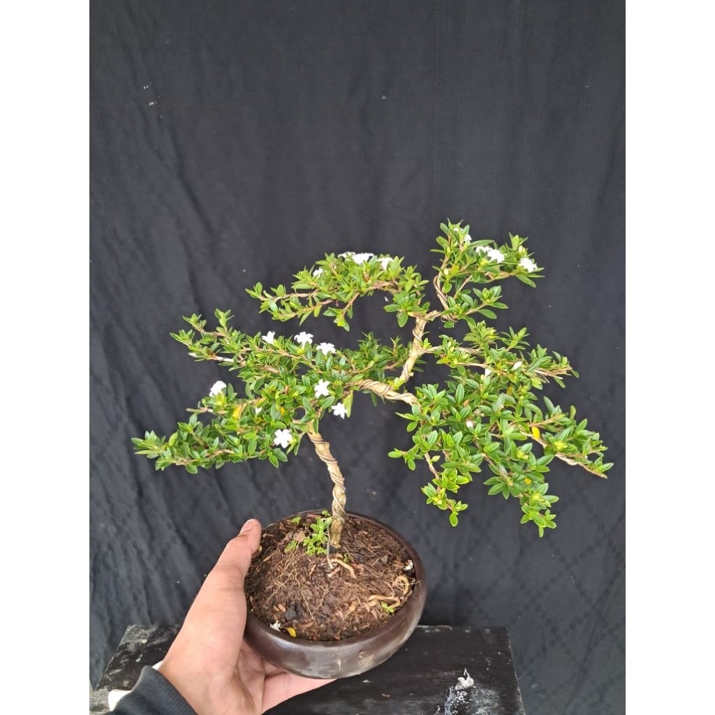 Bonsai Melati Jepang Ukuran Besar