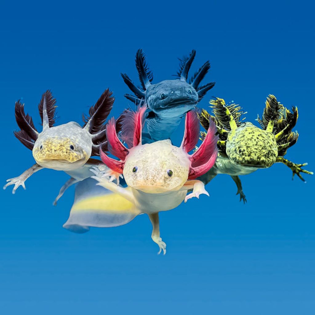 Miniatur aquarium axolotl all varian 7-8cm