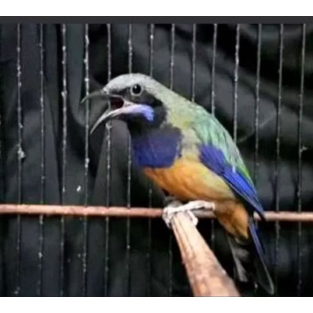 Burung Cucak Cungkok Jantan pilihan rawatan