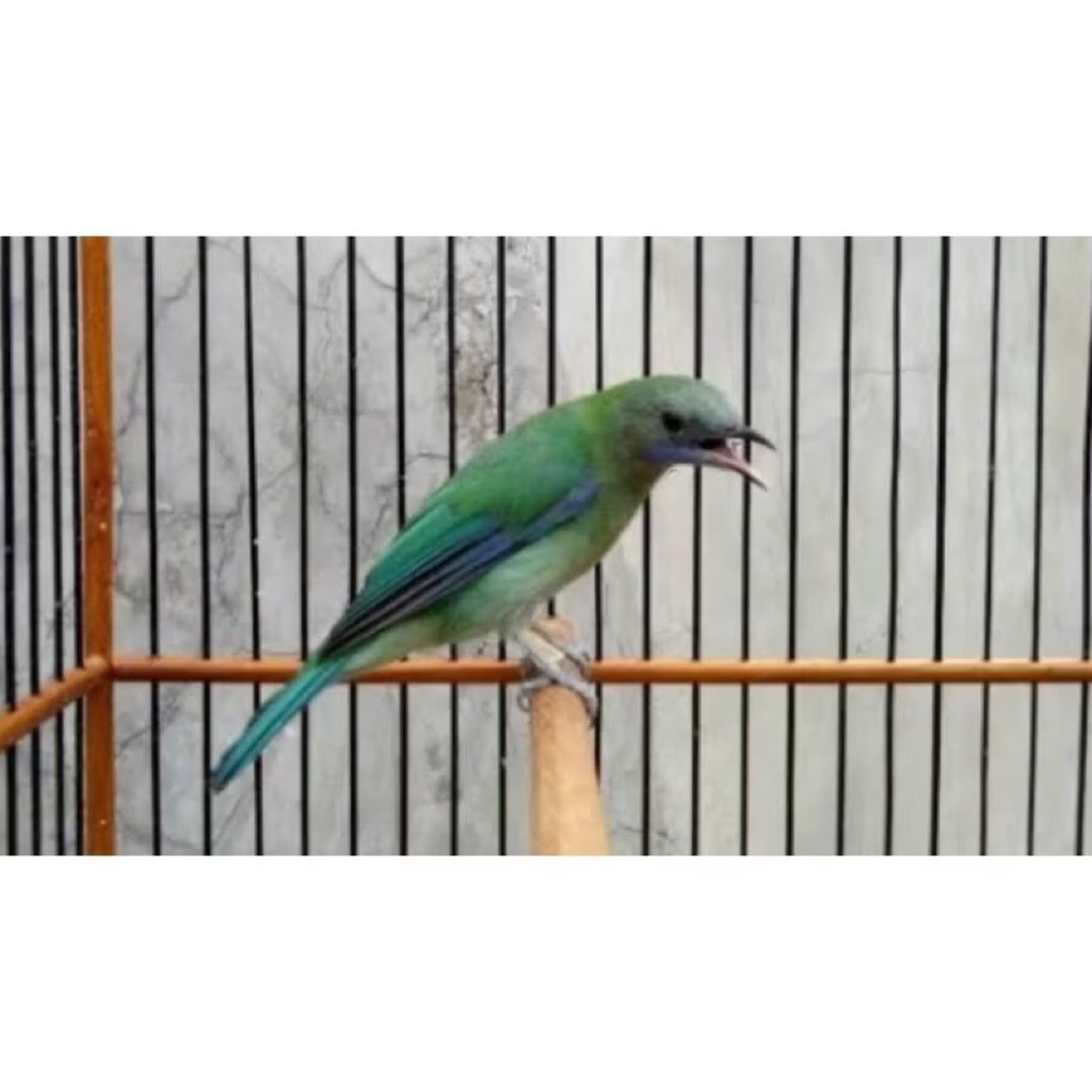 Burung Cucak Cungkok betina pilihan rawtans