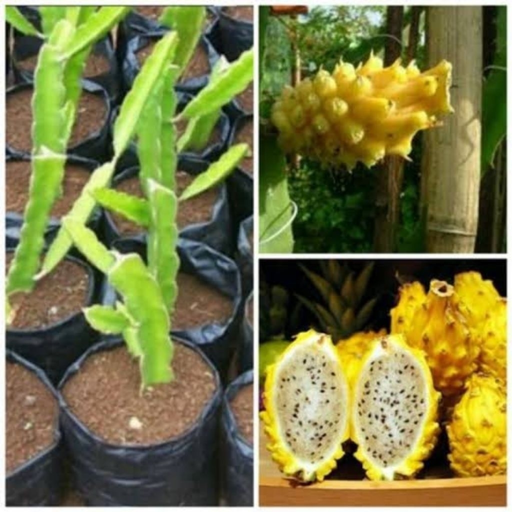 Bibit Buah Naga Kuning sudah berakar / Pohon Buah Naga Kuning