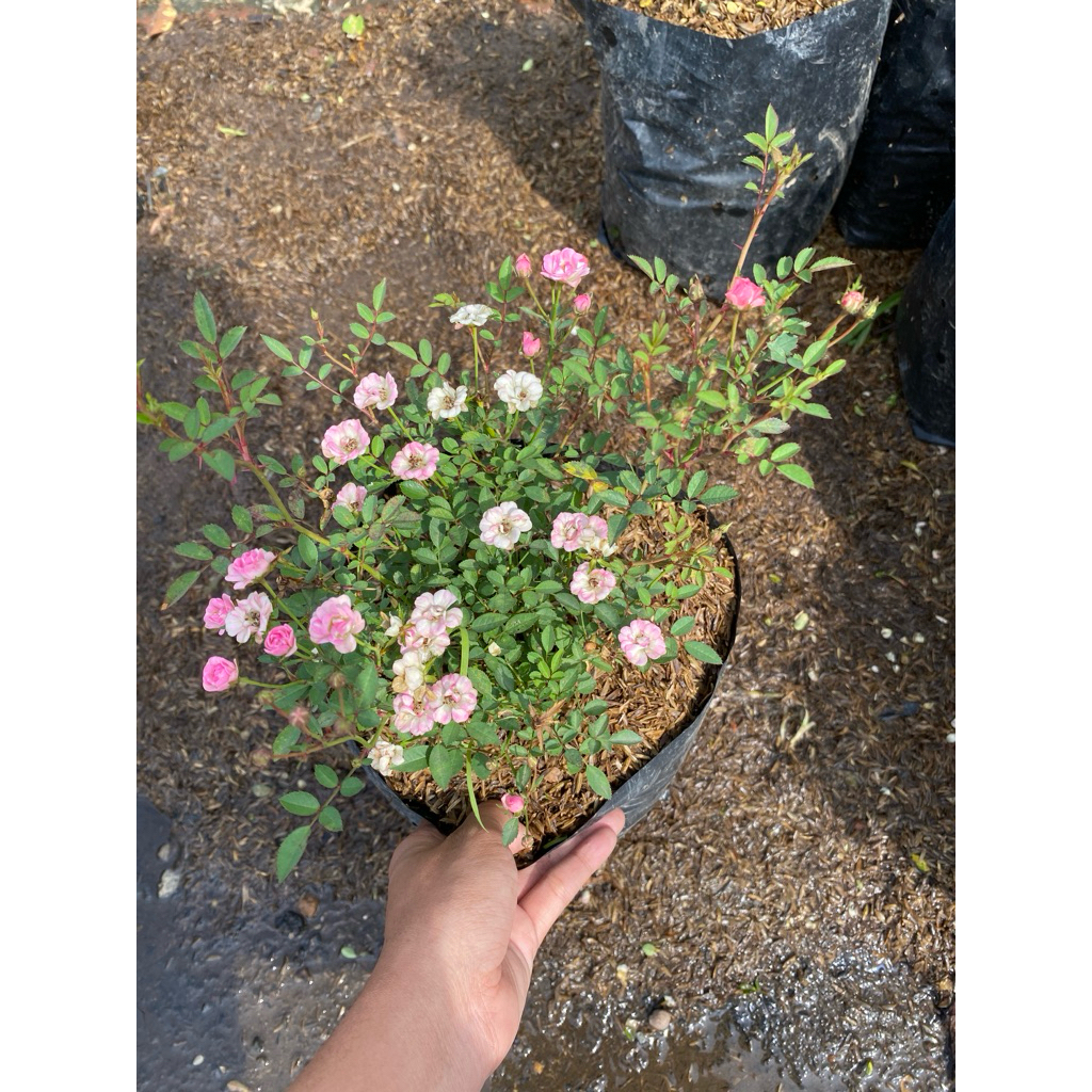 baby rose mini - baby rose medium tanaman hias - tanaman murah - bunga murah