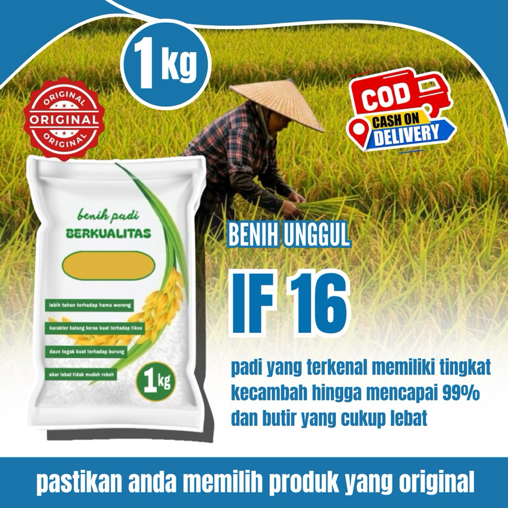 Benih padi IF 16 original kemasan 1kg