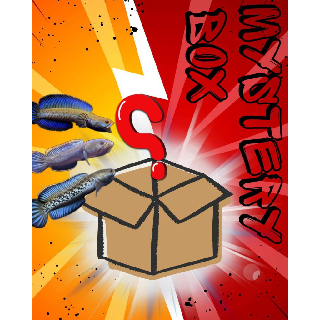 mystery box chana limbata-stewarti-andrao-dll 100% ikan chana ukuran beby 3-5 cm