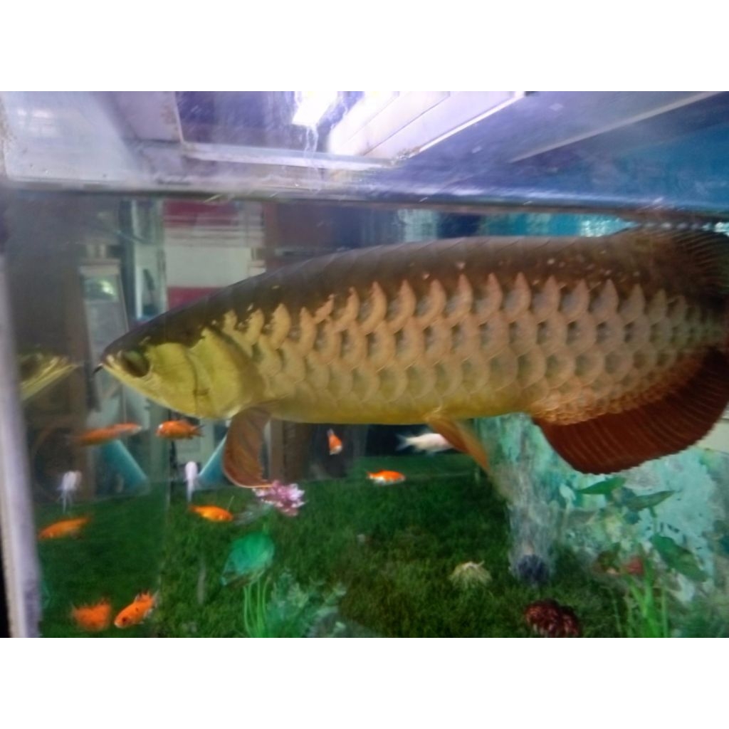 ikan arwana super red