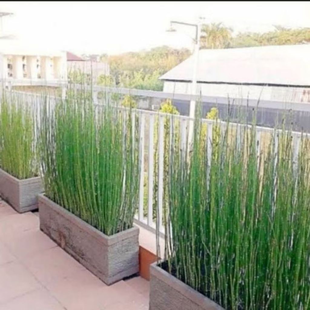 Tanaman bambu air — tanaman hias bambu air cocok untuk pagar