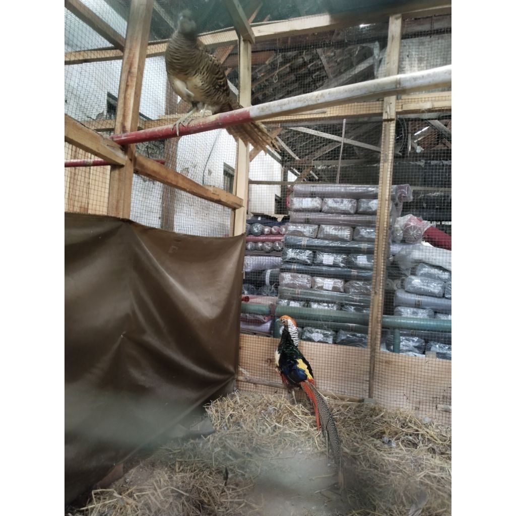 ayam hias Lady Amherst Pheasant