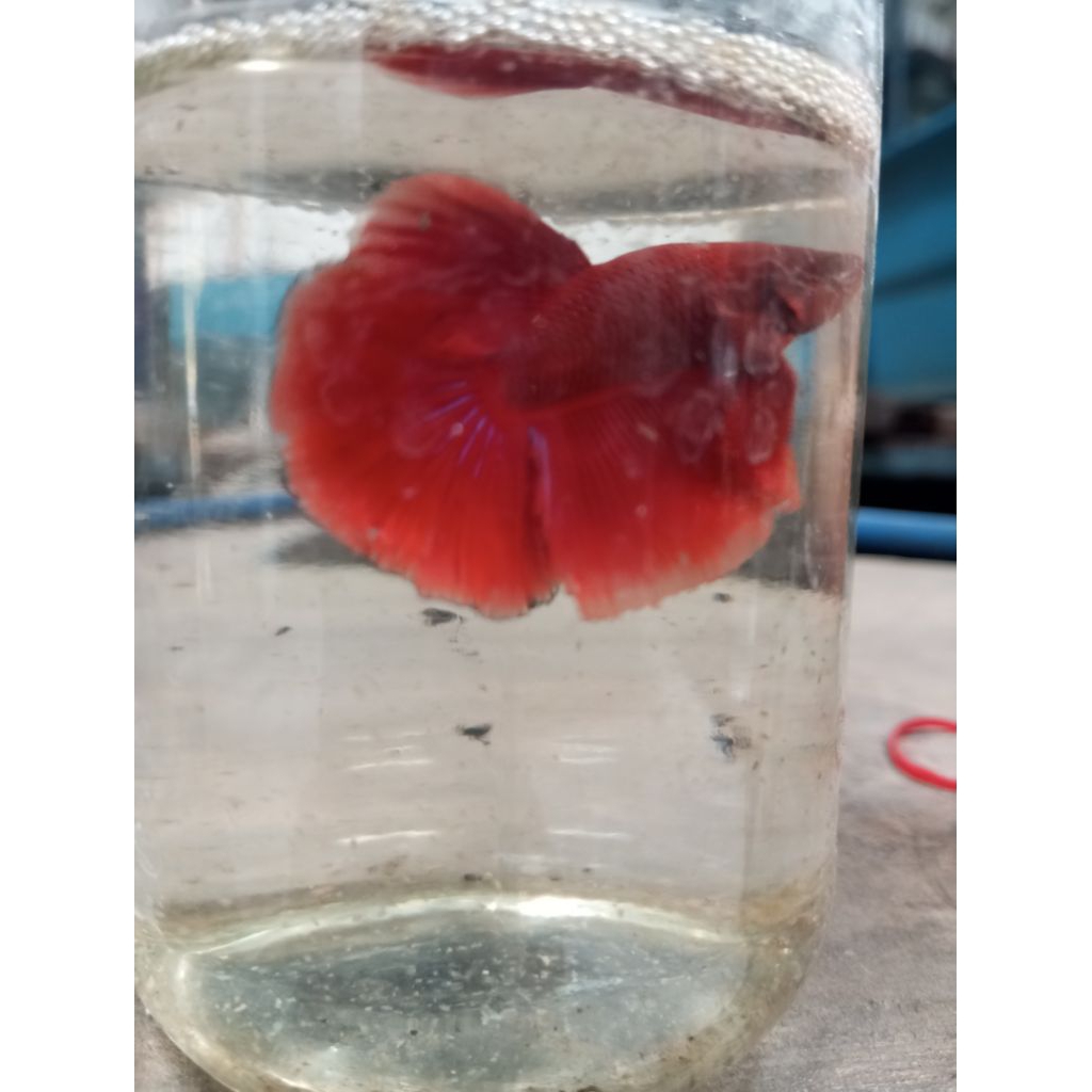 Cupang Halfmoon Super red