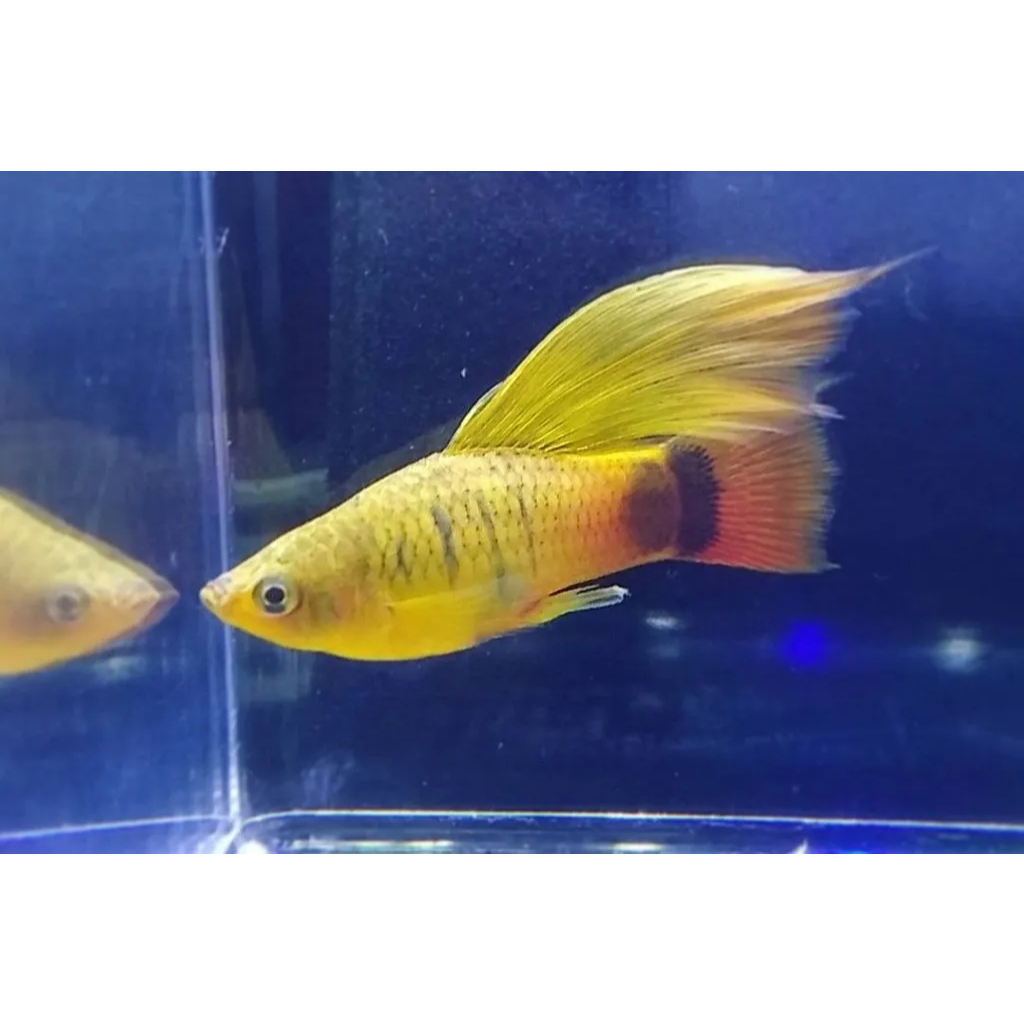 Platy Cendrawasih 3 cm - Aquatic Collection Item - Ready Stock - Pengiriman Instant & Same Day - by 