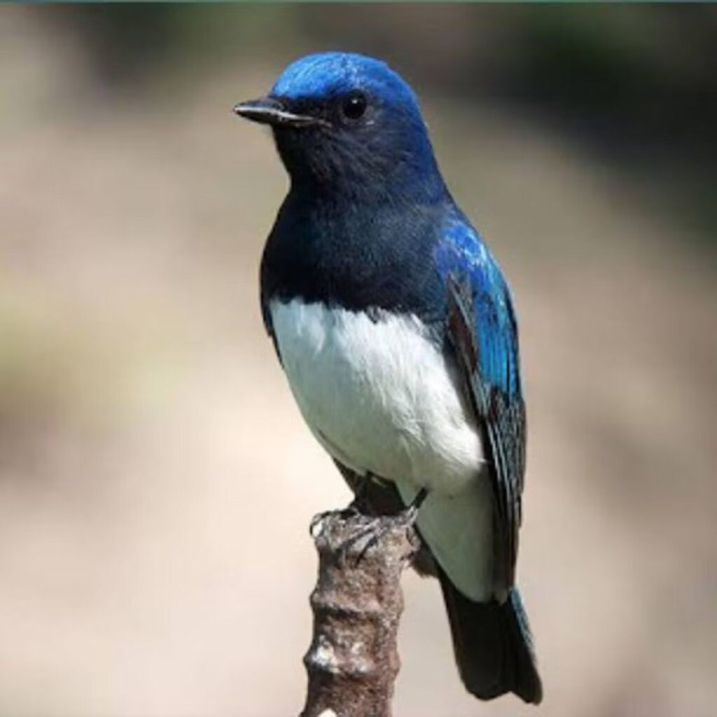 BURUNG TLEDEKAN LAUT JANTAN RAWATAN pilihan