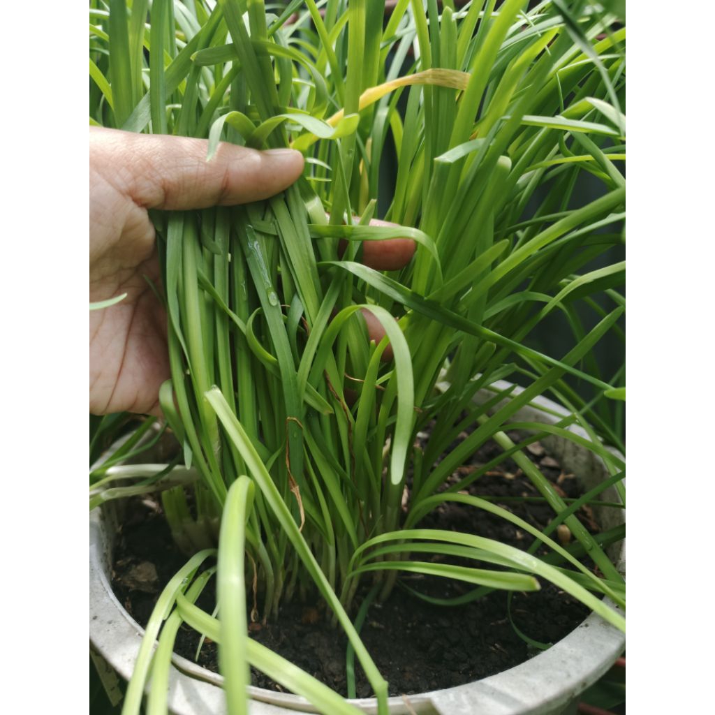 Bibit Kucai Siap Tanam