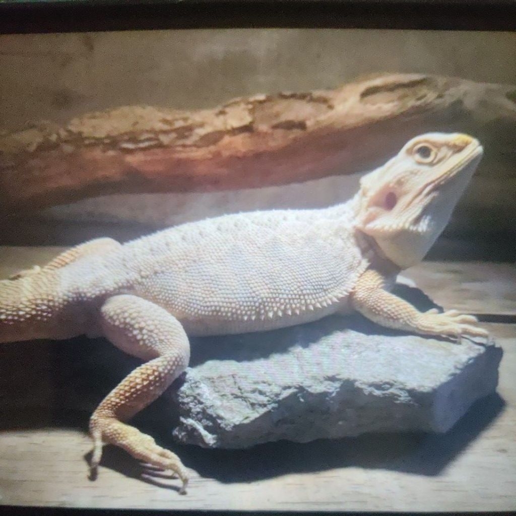 Bearded Dragon Zero