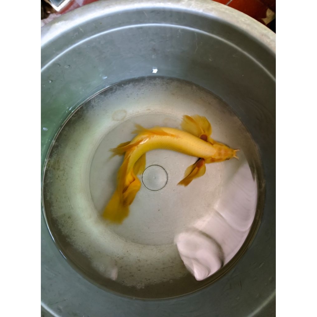 palmas slayer albino/hiasan aquarium/size 15cm