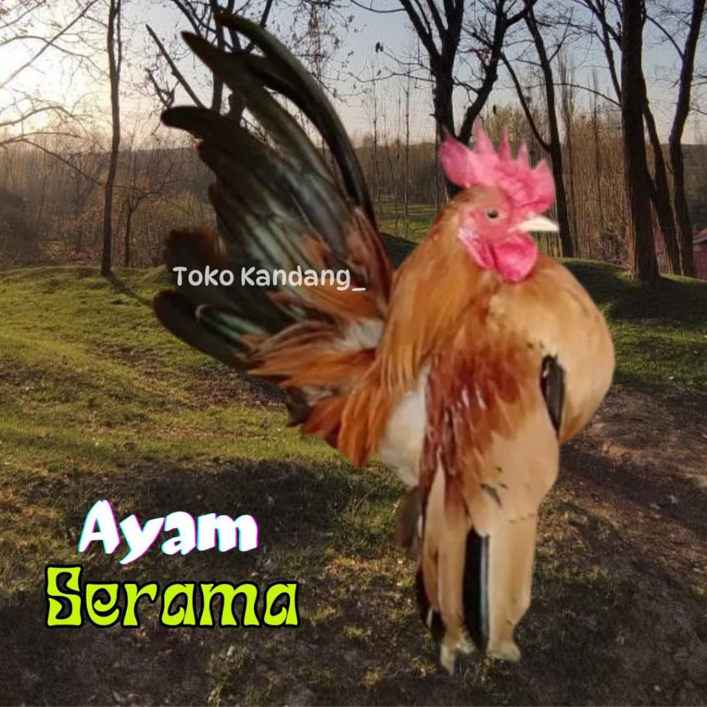 telur ayam Serama asli kontes  untuk ditetaskan
