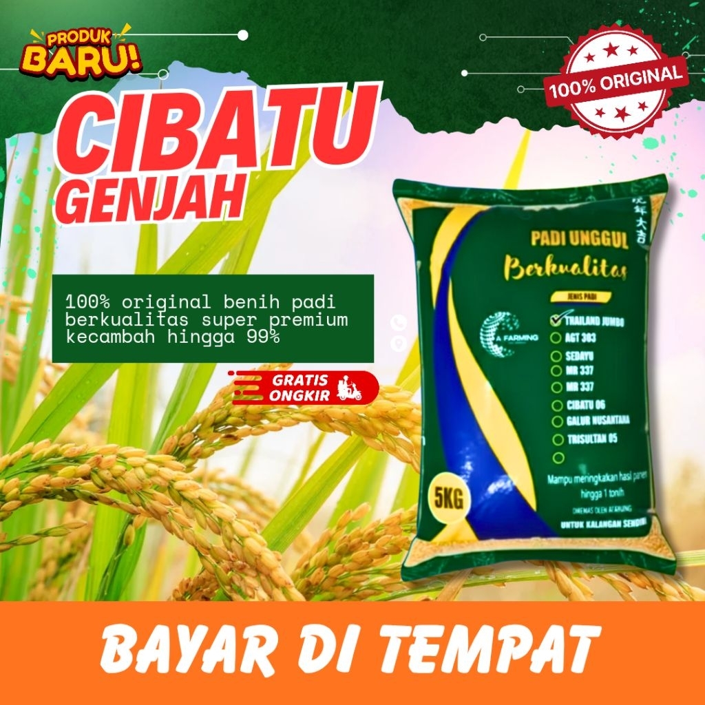 Benih padi Cibatu ultra genjah 5kg