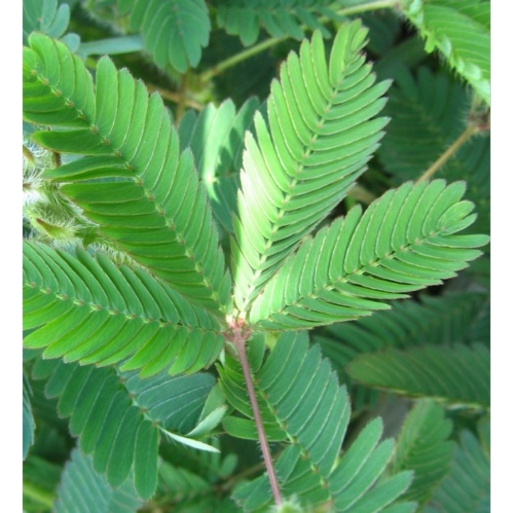 Daun putri Malu segar 20 Daun Tangkai putri malu segar