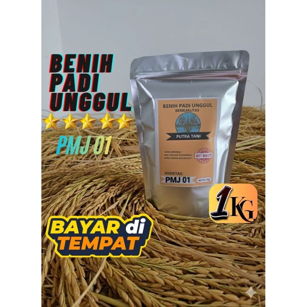 (KEMASAN 1KG) BENIH PADI PMJ 01 BIBIT PADI BERKUALITAS UNGGUL