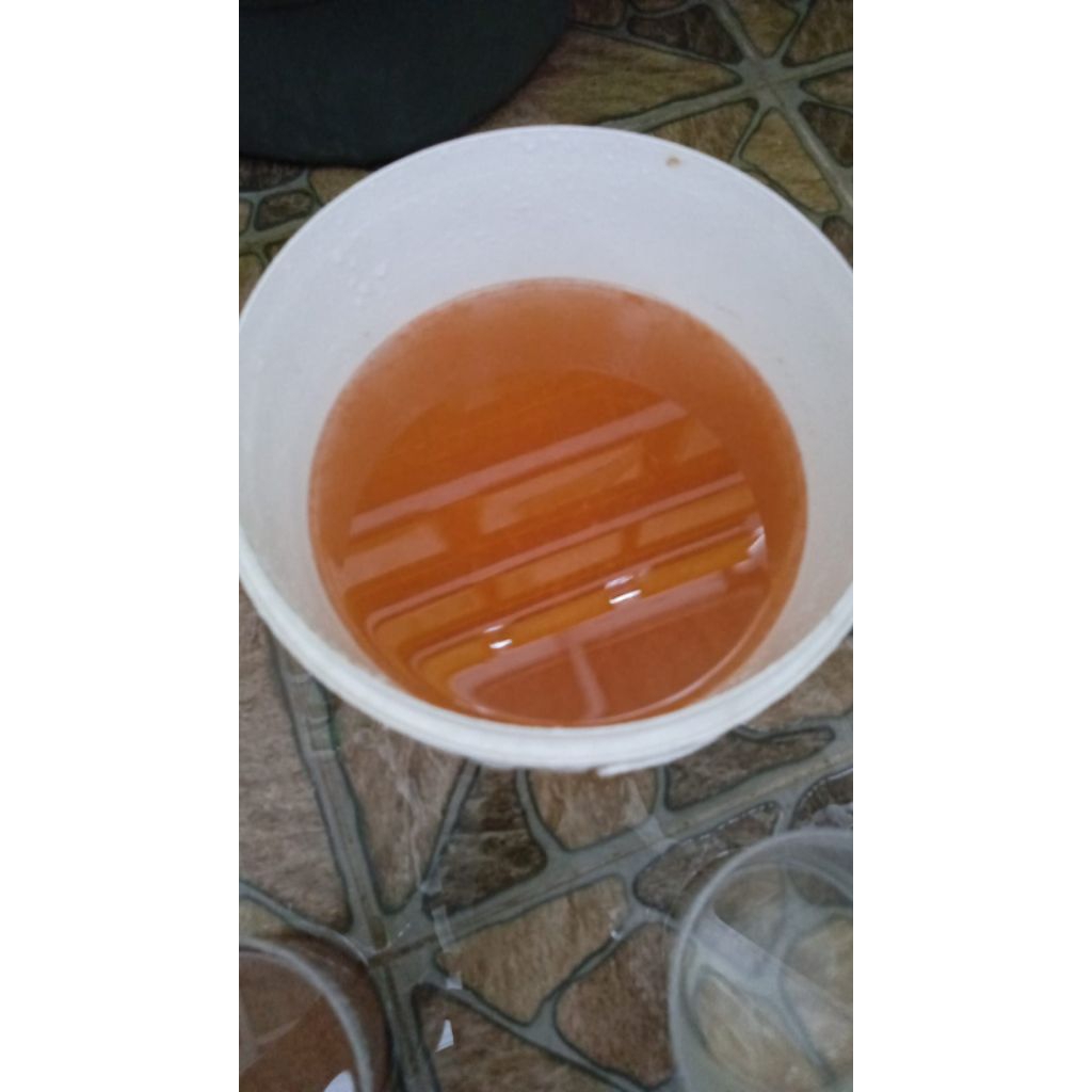 Artemia (Hidup / Sudah netas)