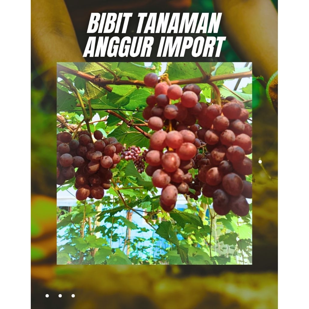 Bibit anggur JUPITER/jual bibit anggur/pohon anggur okulasi/tanaman anggur cepat berbuah/bibit anggu