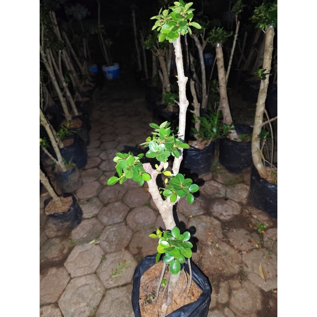 bonsai taman dolar mikro hiasan taman/hiasan halaman rumah