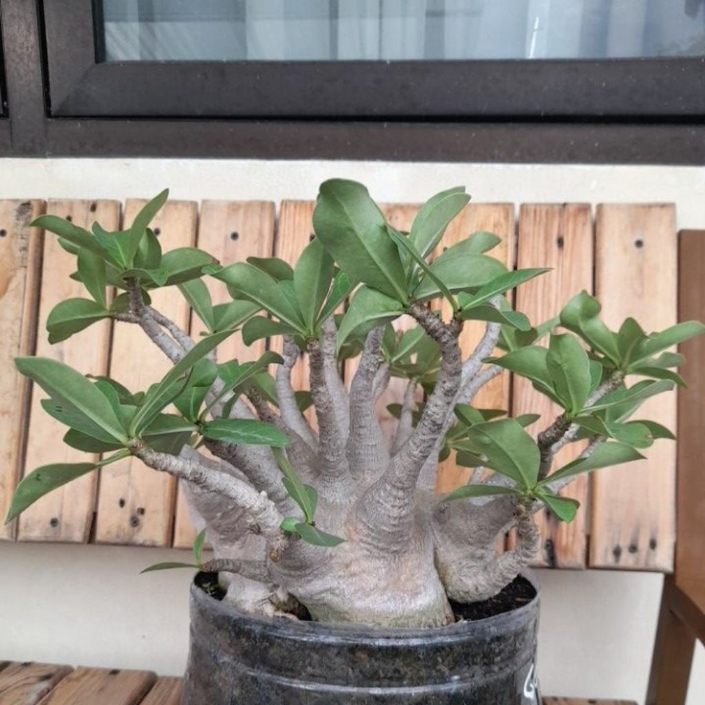 Adenium Arabicum Godji Ori