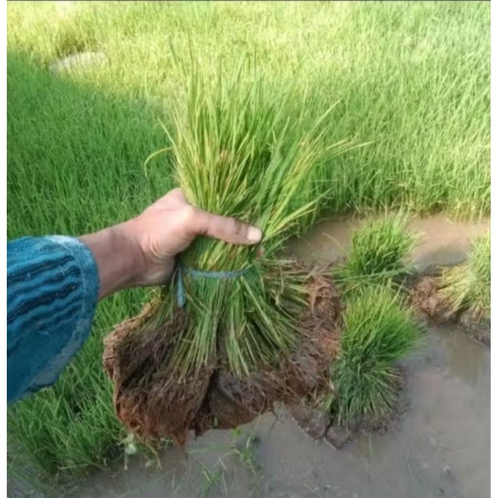 ready bibit padi siap tanam per ikat