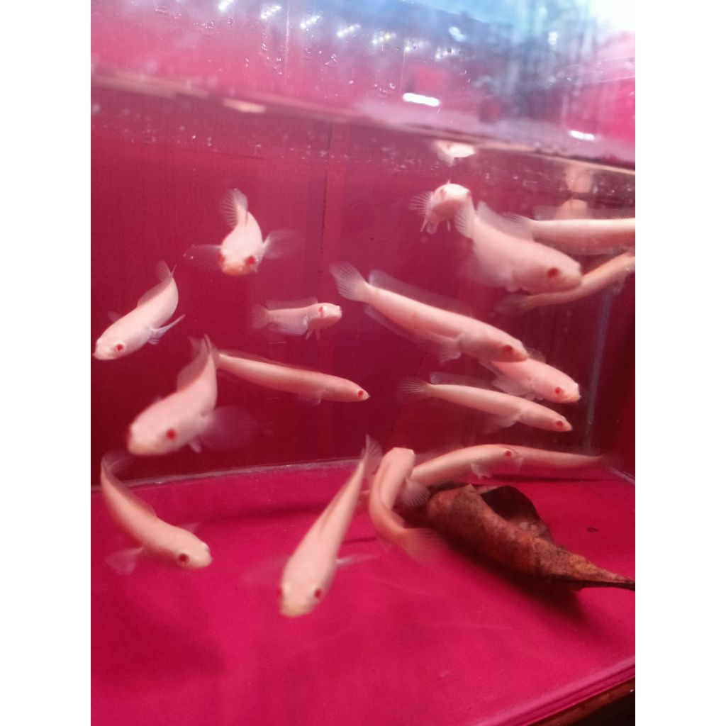 hiasan striata albino mata merah