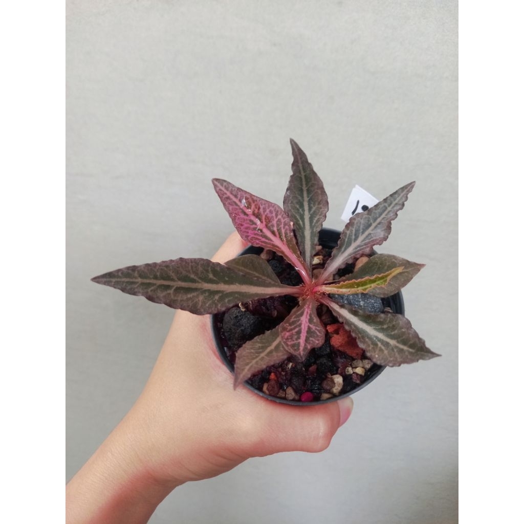 euphorbia francoisii