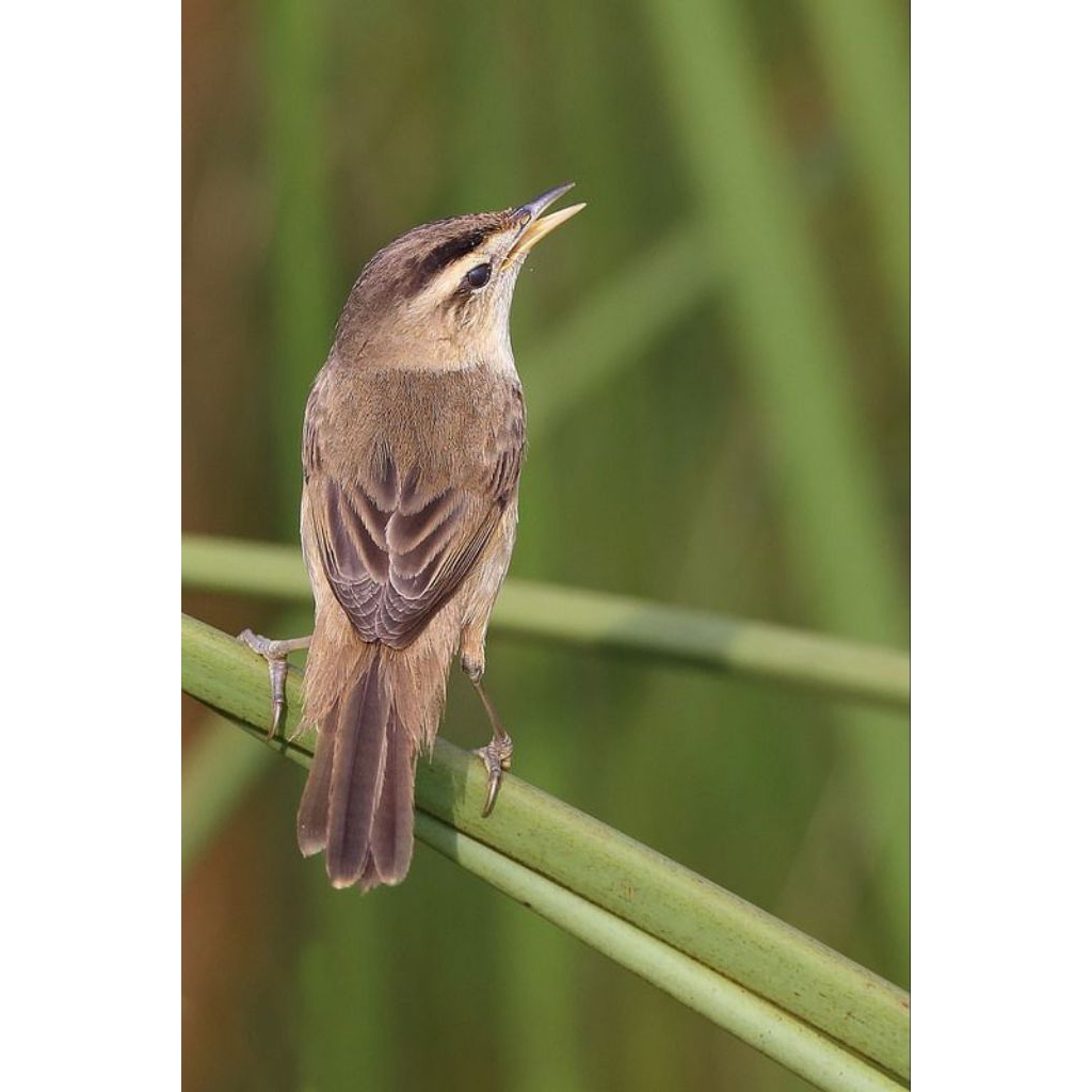 KERAK BASI ALIS HITAM PILIHAN SEHAT MULUS