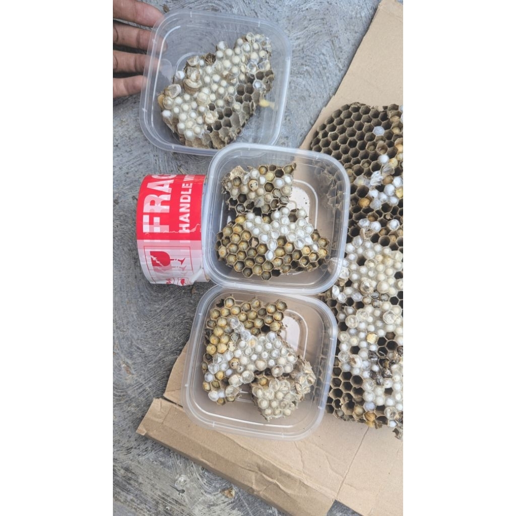 LARVA TAWON isi 72 EKOR TOLO UMPAN PANCING (Garansi)