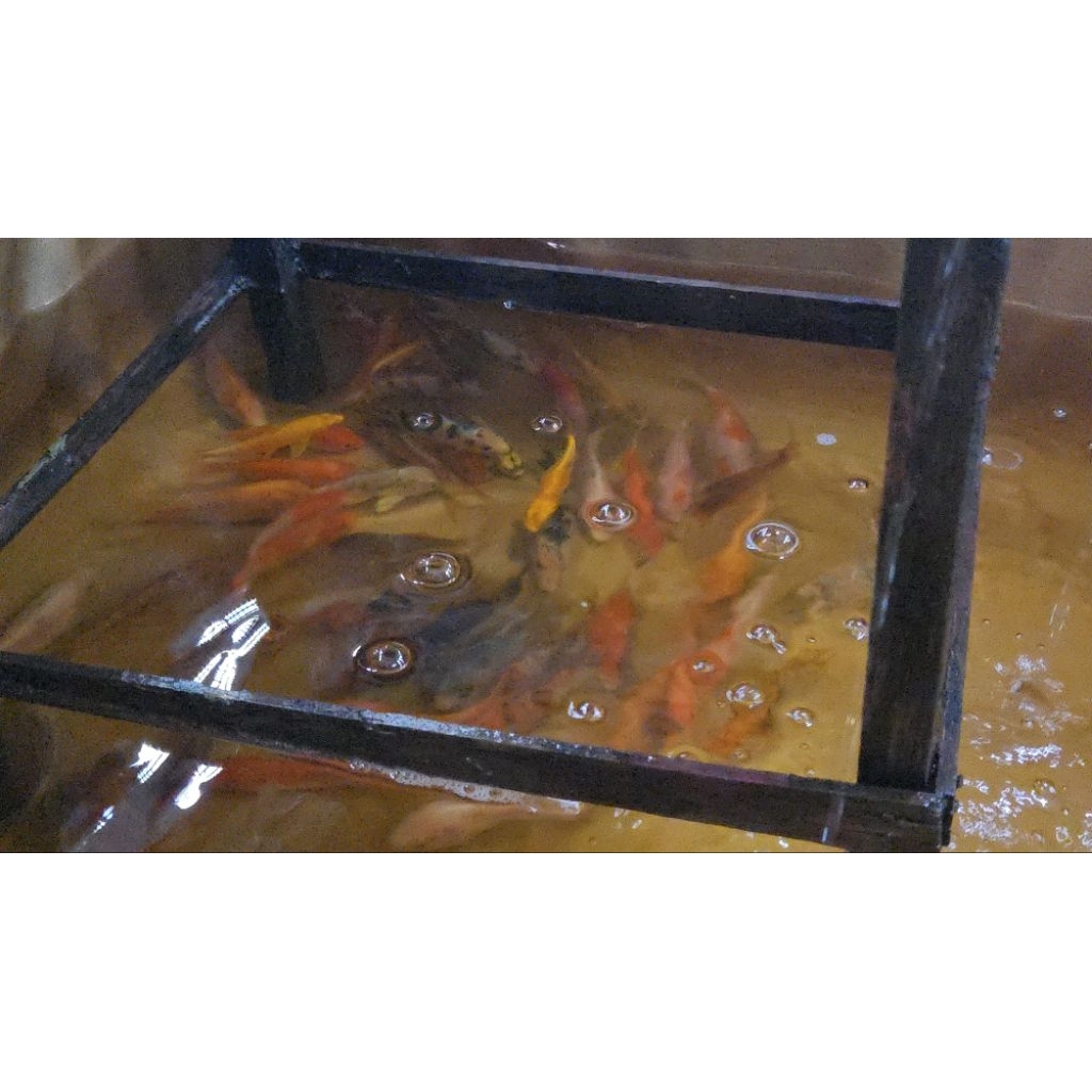 koi blitar 10-13cm khusus gojek medan only