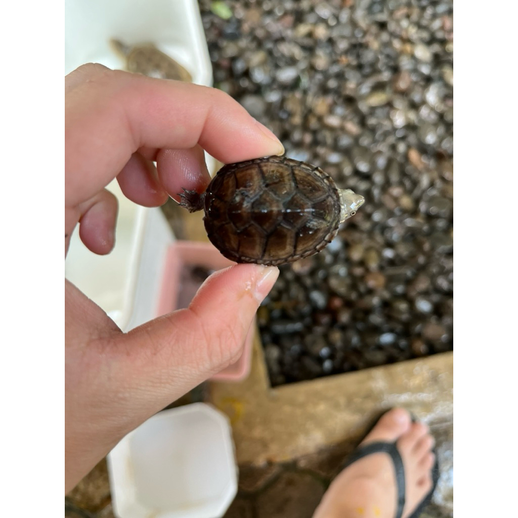 stinkpot prediksi 1 pair kura kura air