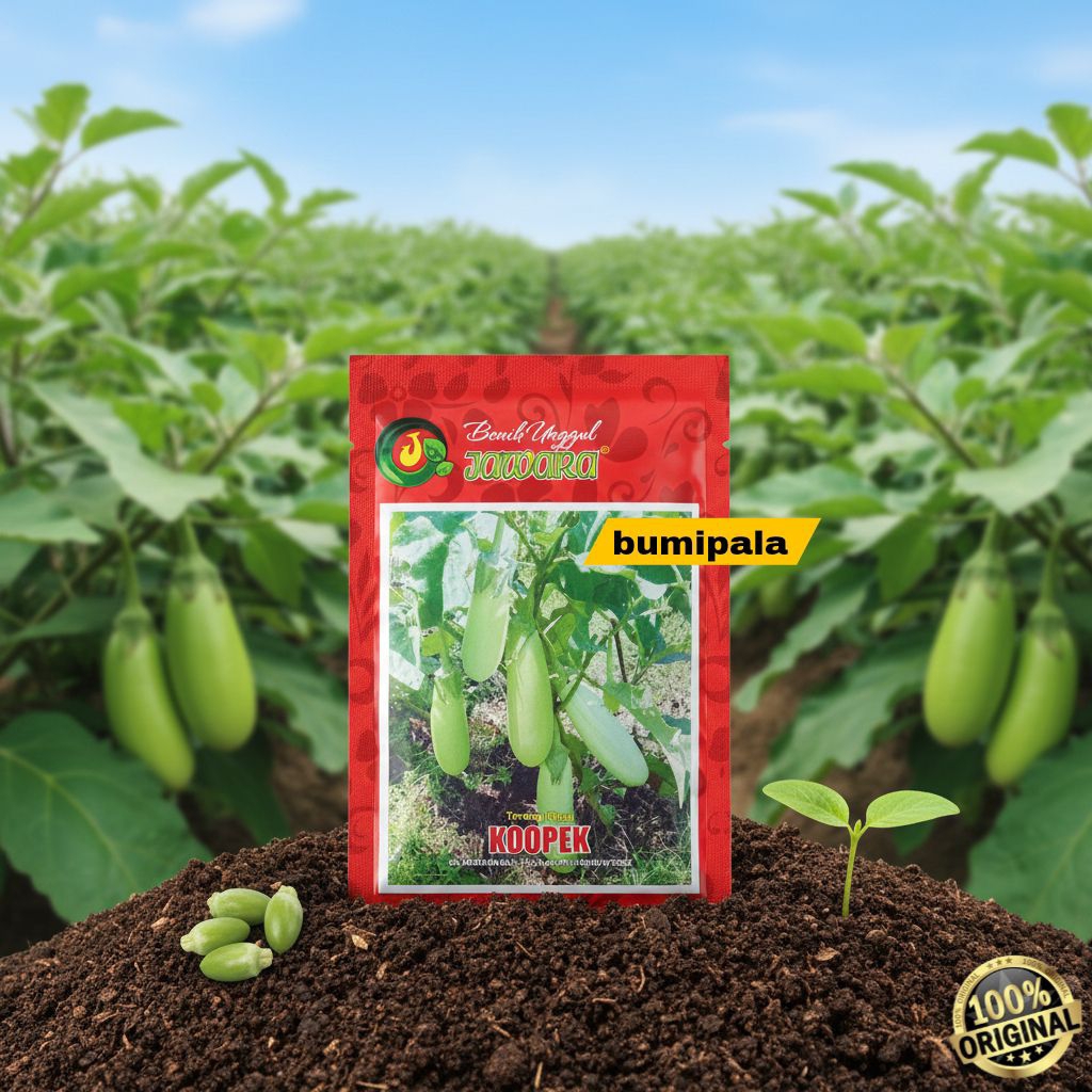 Benih terong hijau KOOPEK - 3 gram bulat panjang daging tebal. terong kopek