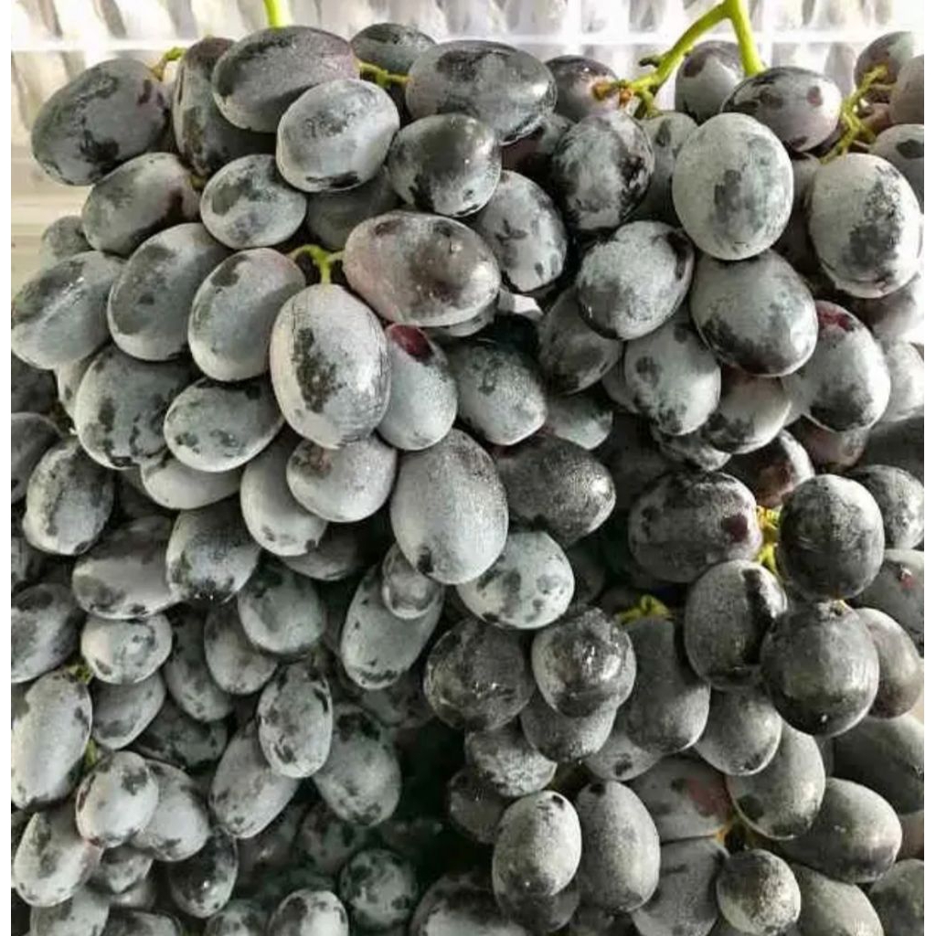 buah anggur merah/buah anggur hitam/buah anggur hijau Muscat fresh