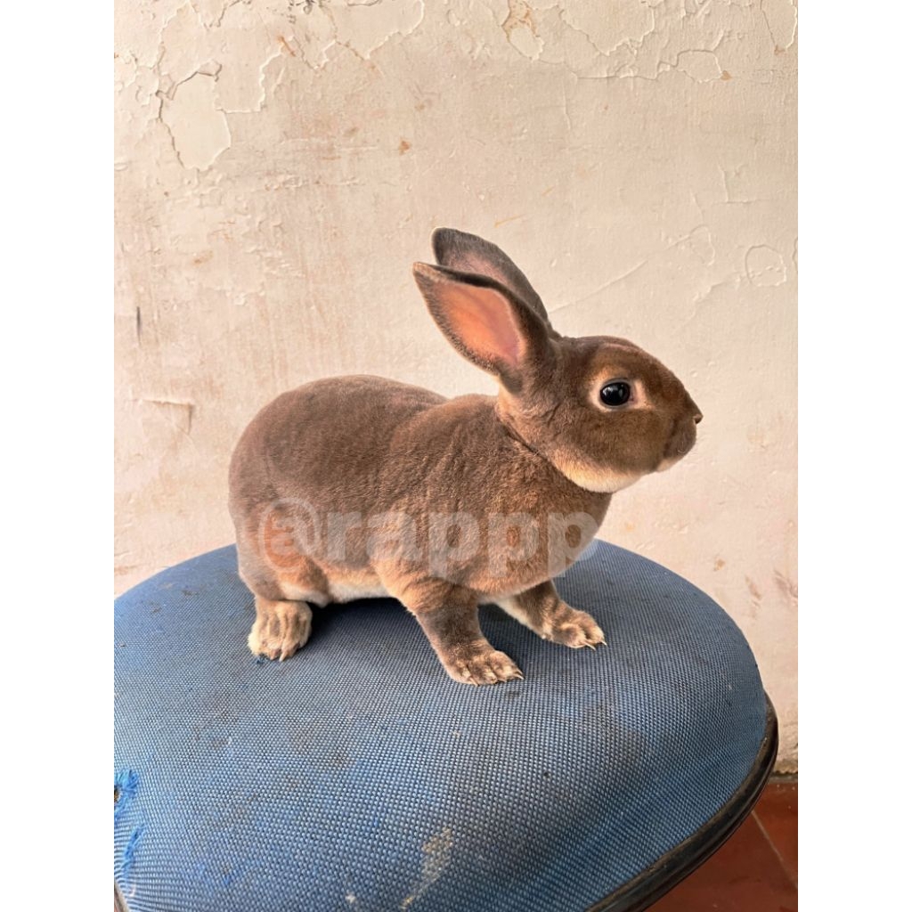 kelinci rex jantan