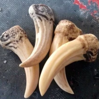 liontin kuku macan panjang kuat