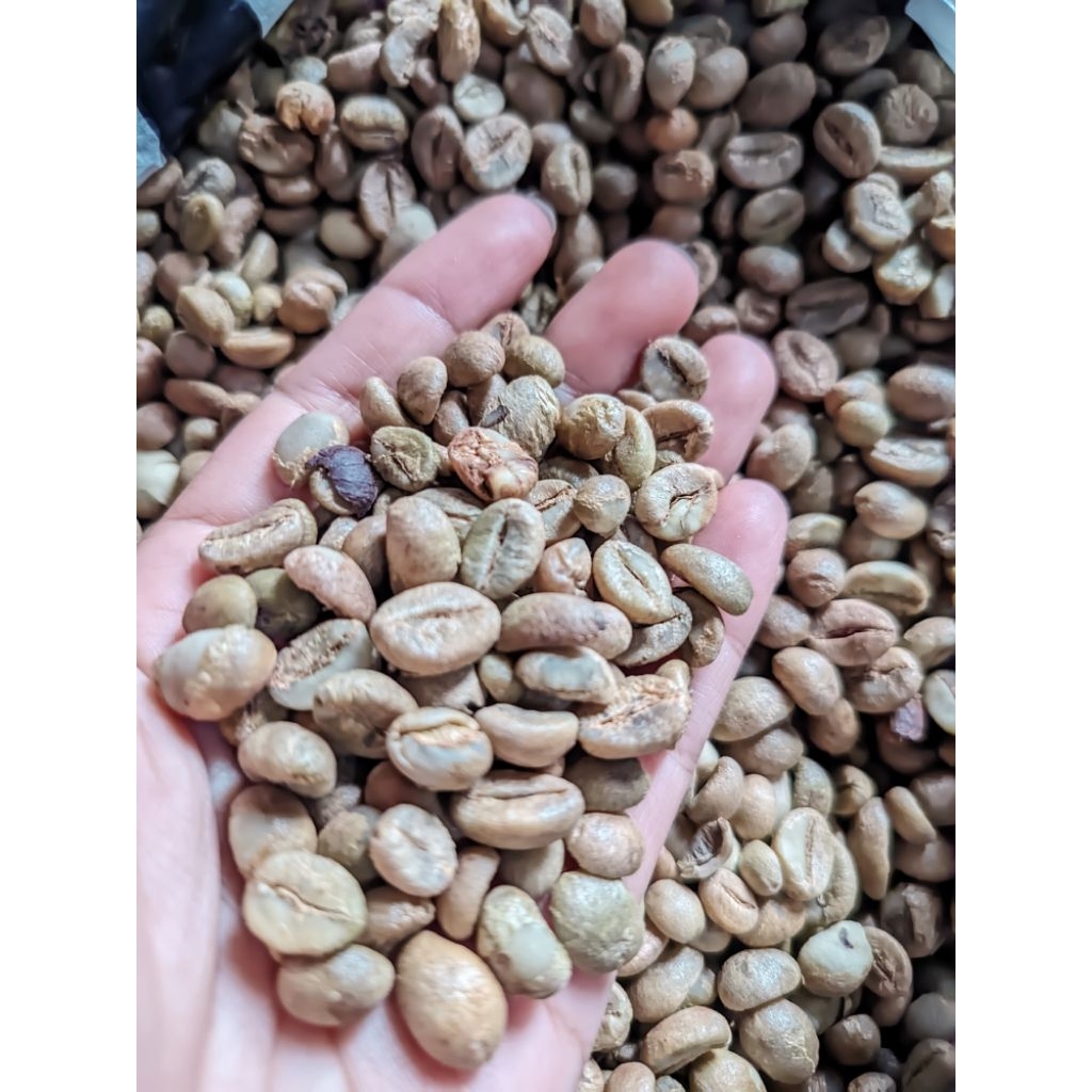 biji kopi murni Temanggung